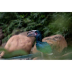 LAOWA 180mm f/4.5 1.5X Ultra Macro APO (Autofoco) - Imagen 16