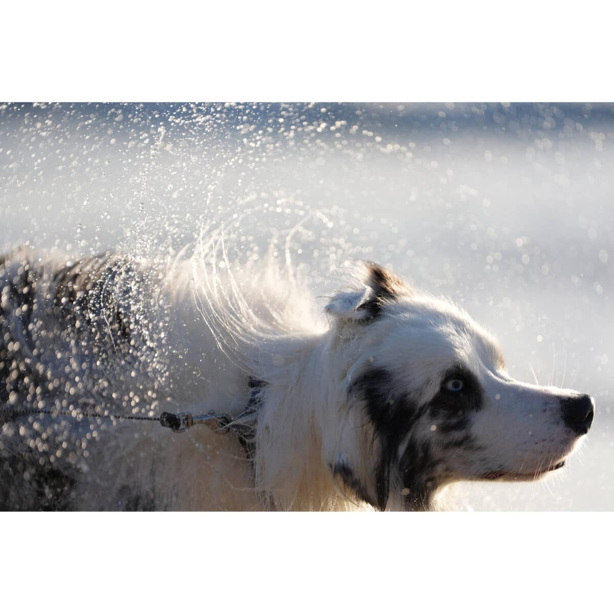 SONY Alpha a7 V Cuerpo - Imagen 20