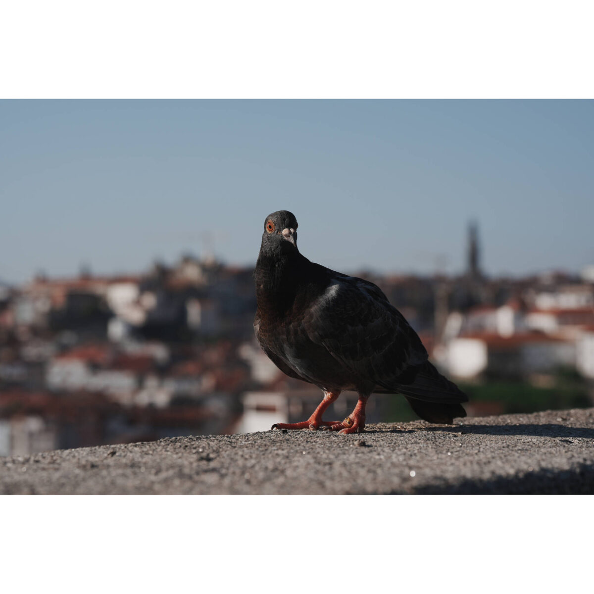 SONY Alpha a7 V Cuerpo - Imagen 26