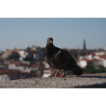 SONY Alpha a7 V Cuerpo - Imagen 26