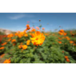 CANON RF 14mm f/1.4L VCM Nano USM - Imagen 15