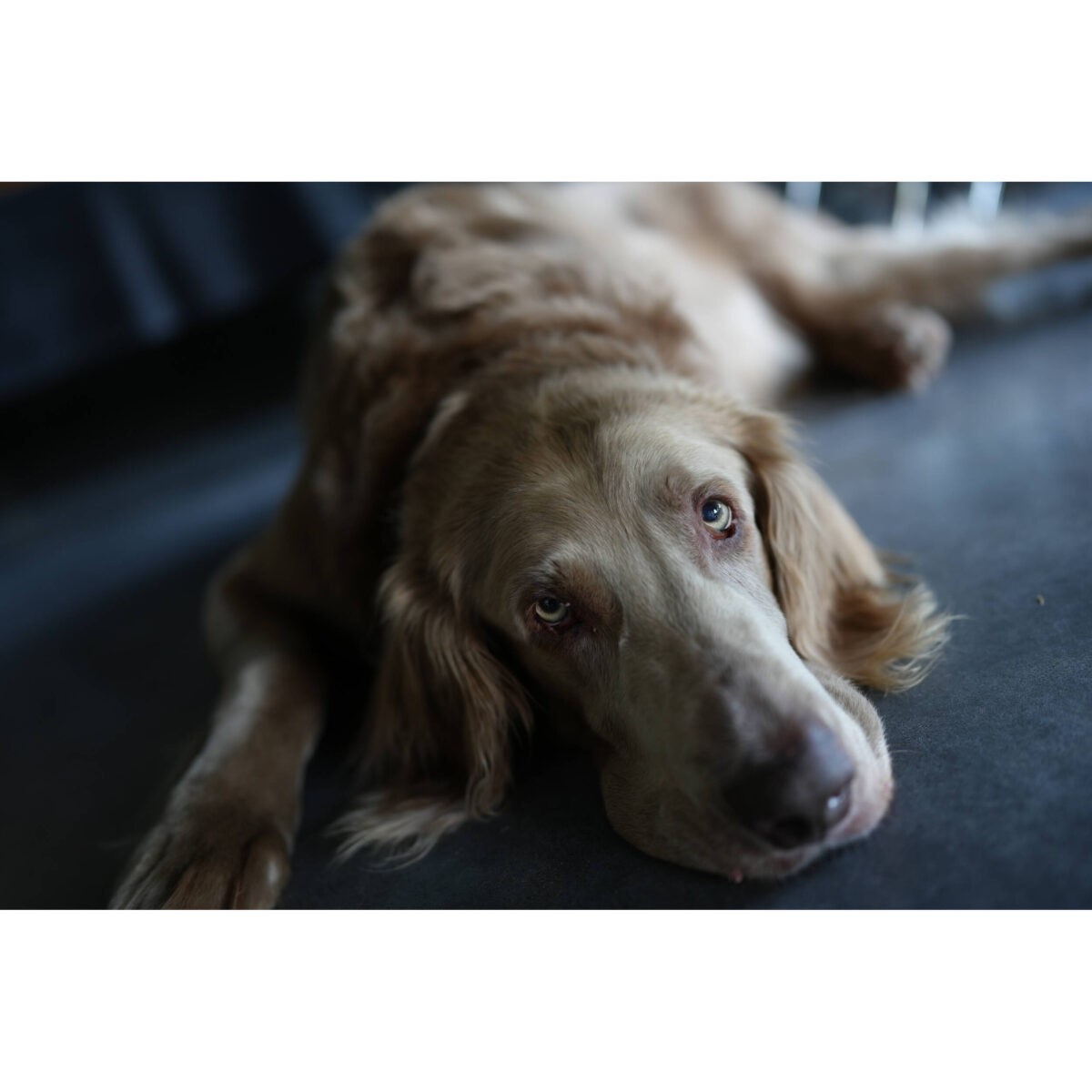 SONY Alpha a7C II Silver + FE 28-60mm f/4-5.6 - Imagem 18