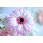 NIKON NIKKOR Z 70-200mm f/2.8 VR S II - Imagem 20