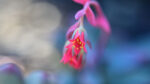 NIKON NIKKOR Z MC 105mm f2.8 VR S - Imagen 17