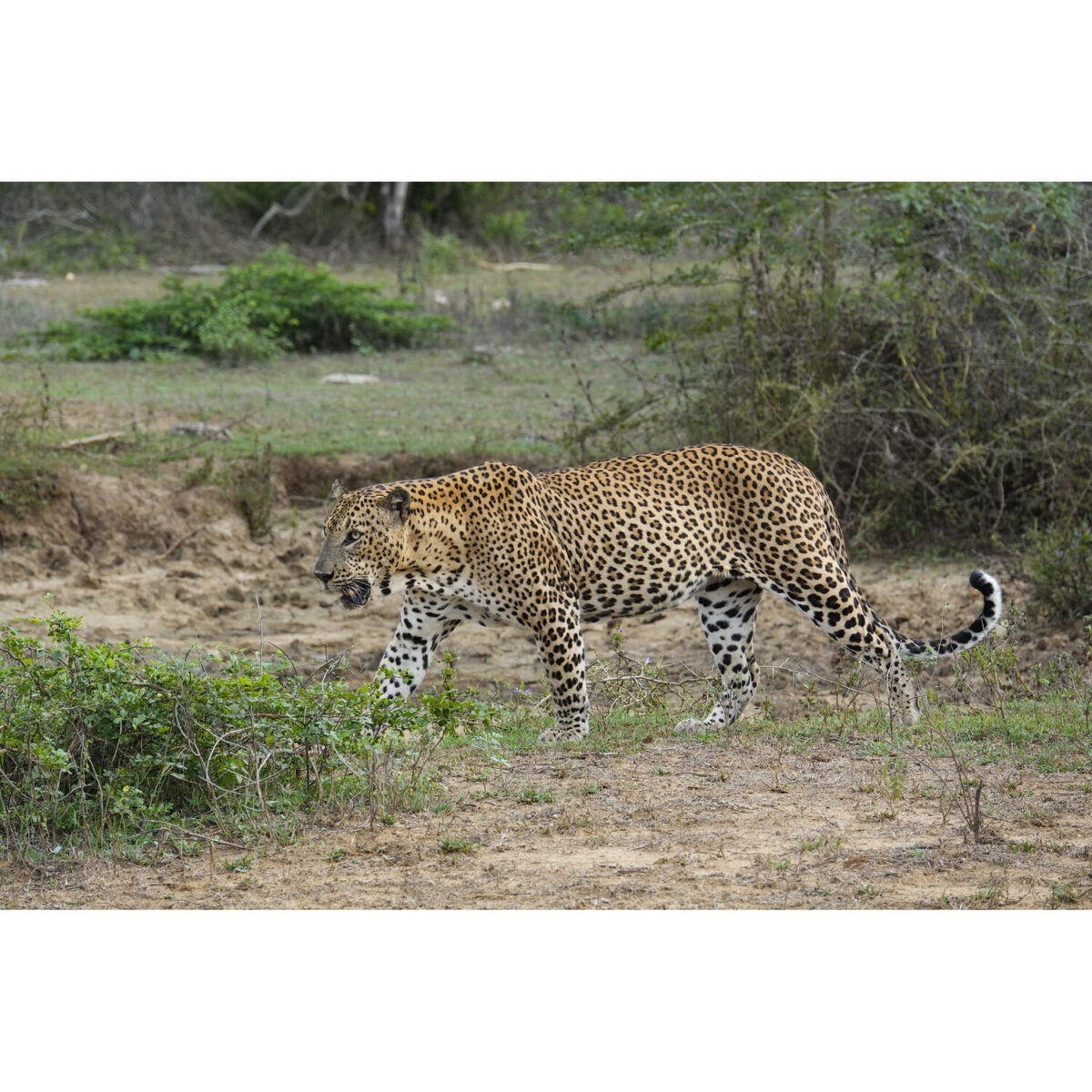 Sony RX10 V - Imagem 34