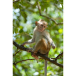 Sony RX10 V - Imagem 35