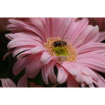 Sony RX10 V - Imagem 36
