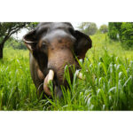 Sony RX10 V - Imagem 37
