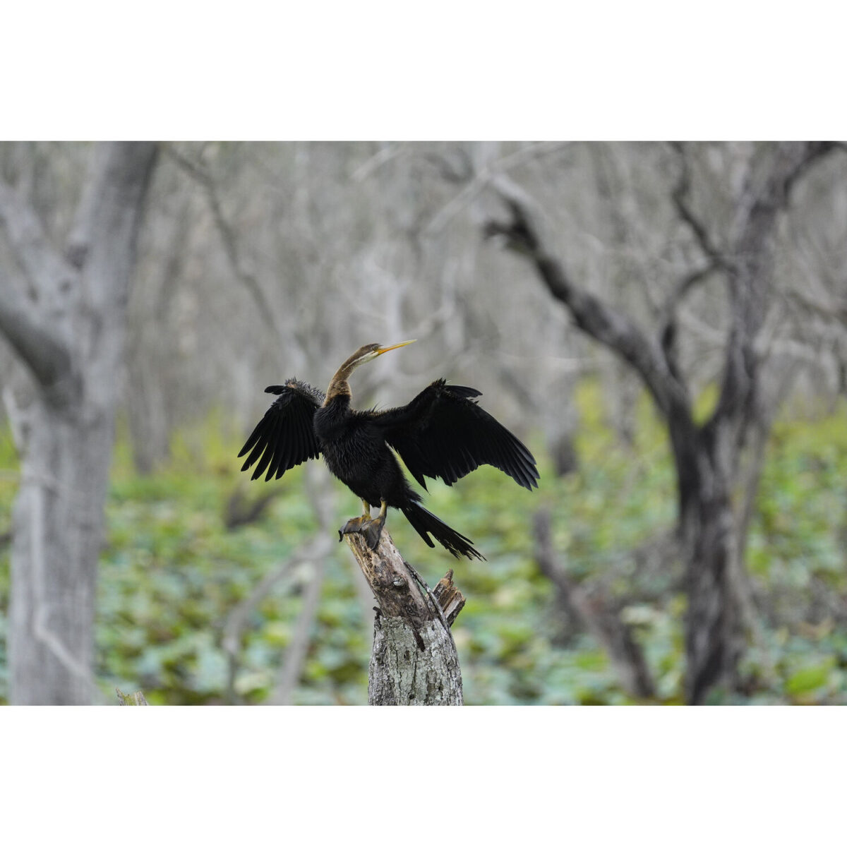 Sony RX10 V - Imagem 41