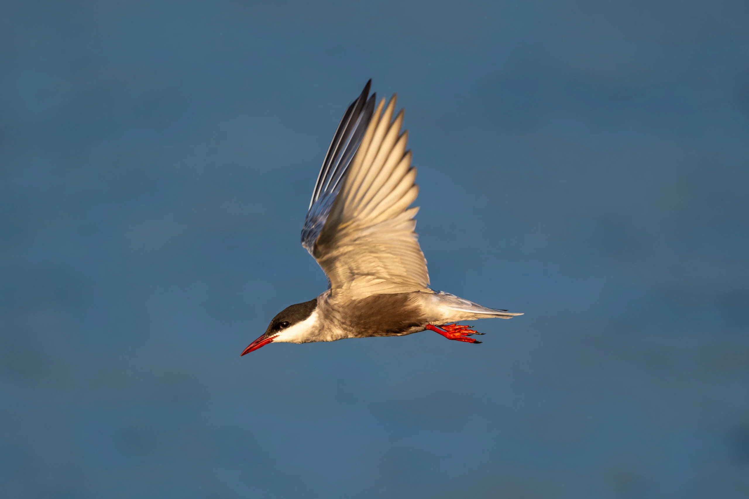 XF400mm image 1 scaled 1
